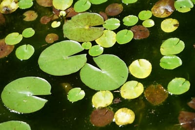 池の葉