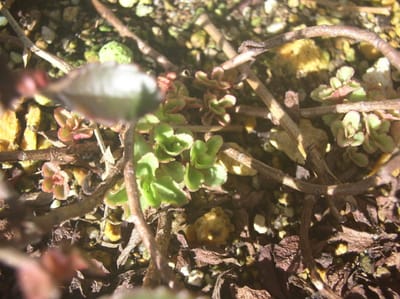 気ままに　夏の発芽観察　光岳キリンソウ　発芽の観察初の夏
