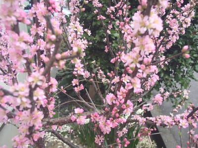 山桜桃梅　大　中　小　基本の撮影がメラ姿。