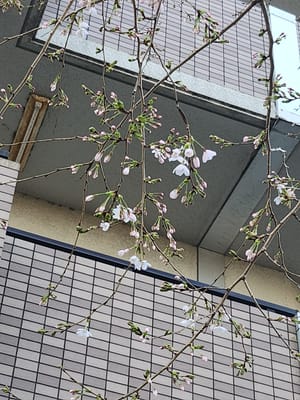 🌸桜の開花