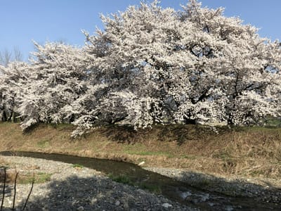 安曇野の桜🌸⌒*⌒*⌒*⌒*⌒*⌒*⌒*⌒