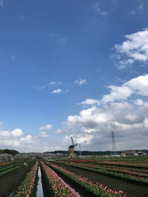 佐倉ふるさと広場のチューリップ畑