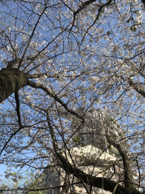 桜　熊本　風景