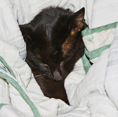 黒猫ショボ　永眠