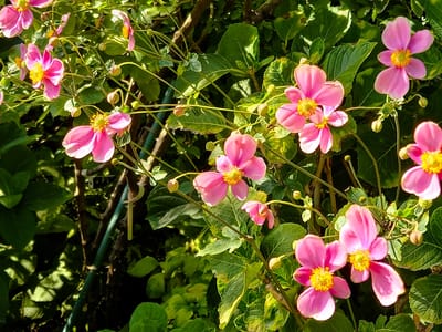 　"四季の花々"が楽しめる、横浜イングリッシュガーデン