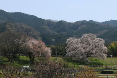 幾坂池の並び桜
