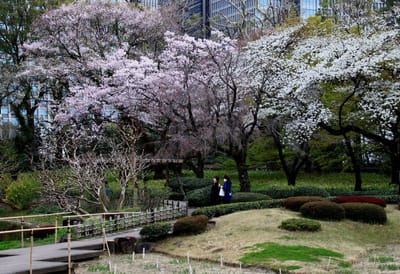 皇居 3　日本庭園
