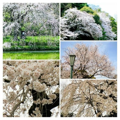 八幡の桜