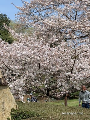 富士市岩本山の桜　4月2日
