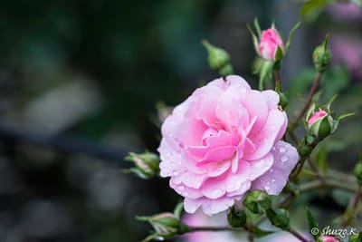 神代植物公園・・・ピンクの薔薇
