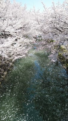 伏見　桜もうすぐ終わり。。