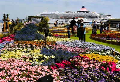 🔵　横浜に春の訪れを告げる花畑が出現！　横浜赤レンガ倉庫「FLOWER GARDEN」　“横浜の春の風物詩”