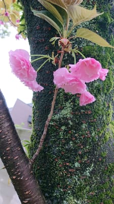 関桜
