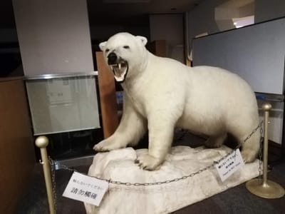 白熊の剥製　　　　白馬アルプスホテルの風景と食事      2021年10月7日～9日