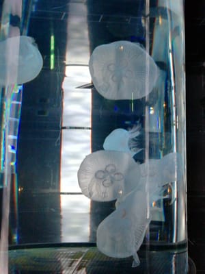 クラゲ1  熱帯魚編とクラゲ編 4   かりゆし水族館   (慶良間諸島巡りツアー２日目)   2023年１月28日