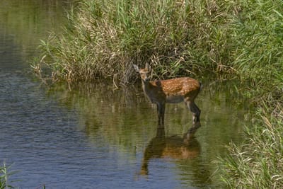 カメラぶらり散歩　中津川で野生の鹿