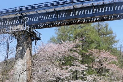 鉄橋の先の桜