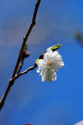 子福桜（こふくざくら）