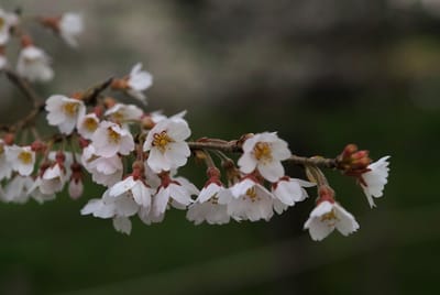 2024.4.6 醍醐桜
