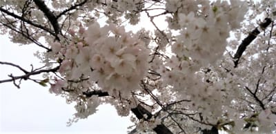 雨の日の運河　桜開花