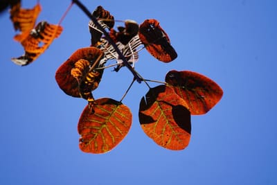 ケムリノキの紅葉