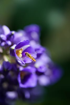 花と昆虫