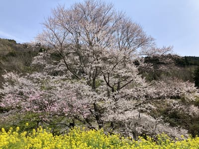 神奈川・秦野 蓑毛の薄墨桜