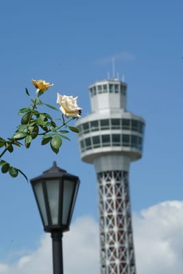 薔薇とマリンタワー
