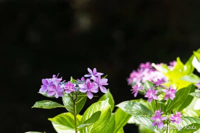 「港の見える丘公園」の紫陽花