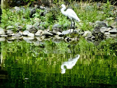 小石川後楽園の青鷺と白鷺