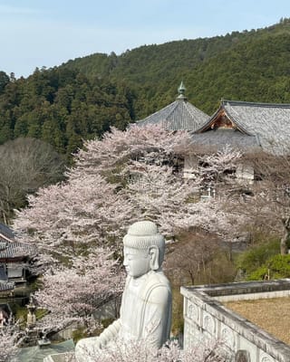 奈良高取の壺阪寺と高田千本桜
