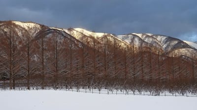 雪のメタセコイア並木　⑤