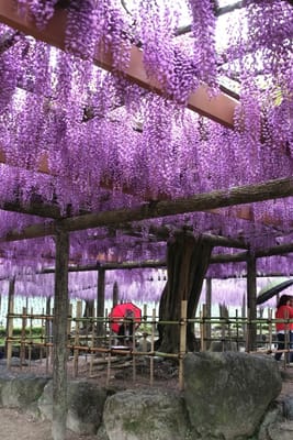 天王川公園の藤の花