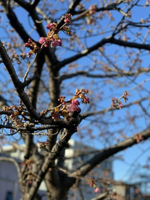 春の訪れ！河津桜が咲き初めてました！