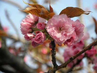八重桜の花 関山