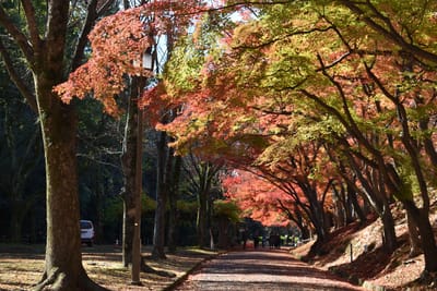 姫山公園