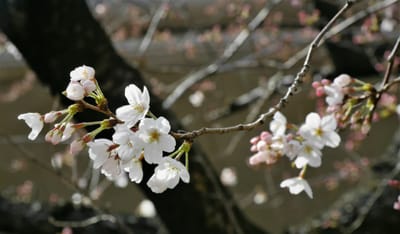 　<散歩道>　　🌸　　さくら　　🌸　　桜