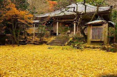 奈良の銀杏木ジュータン