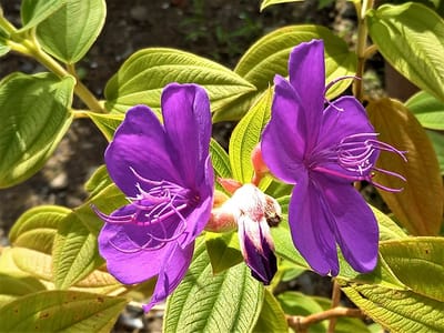 シコンノボタン 紫紺野牡丹、学名 Tibouchina urvilleana