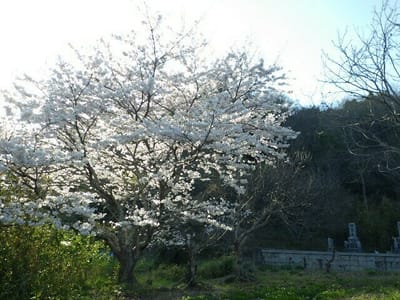 桜と菜の花のコラボ