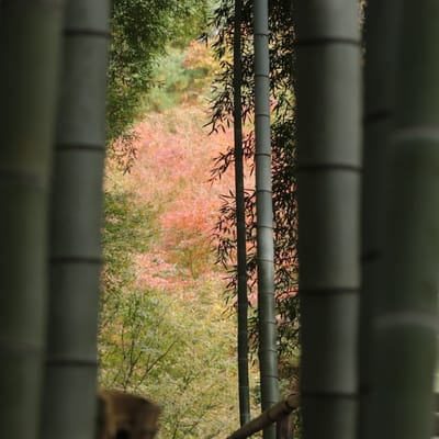 京都高台寺秋景と俳句
