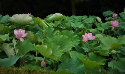 　横浜 三溪園の 『 蓮の花 』