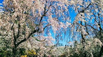 弘前公園の桜♫　 2021/4/21