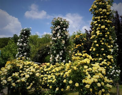 🌹  1,600品種 10,000株のバラが咲く 京成バラ園  🌹