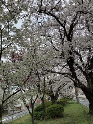 桜🌸並木