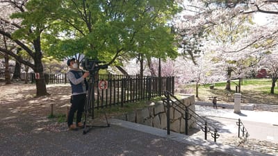 満開のソメイヨシノ桜🌸を撮影🎥するＴＮＣカメラマン１。