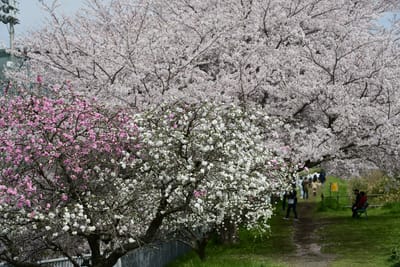 カメラぶらり散歩　目久尻川沿いの桜