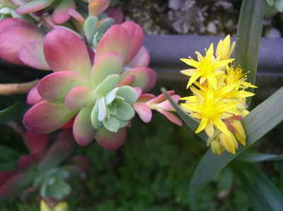 多肉観葉観賞　薄化粧の黄色の花
