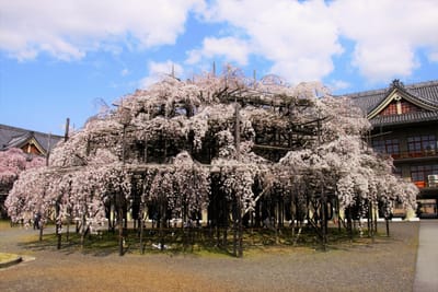 大枝垂れ桜