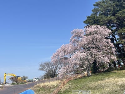 多賀城桜